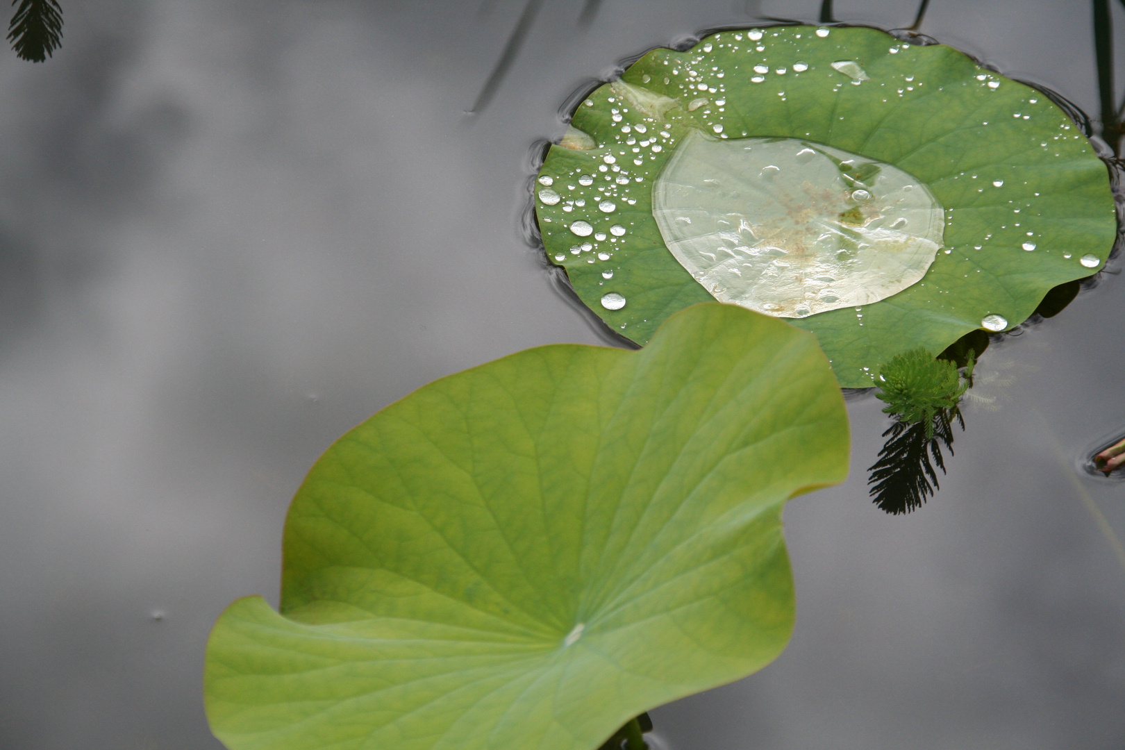 après la pluie..