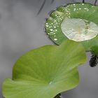 après la pluie..