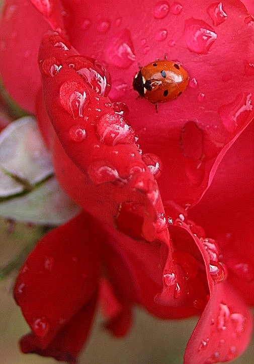 aprés la pluie von phographie 