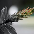 Après la pluie !