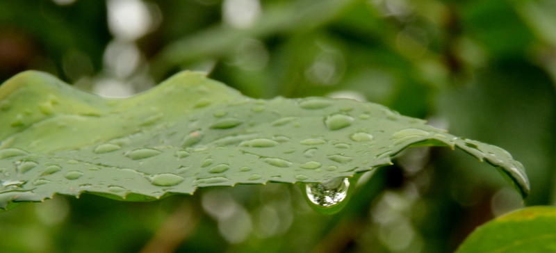 Après la pluie