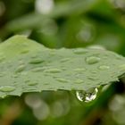 Après la pluie