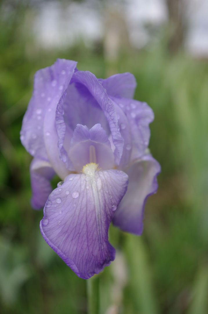 après la pluie...