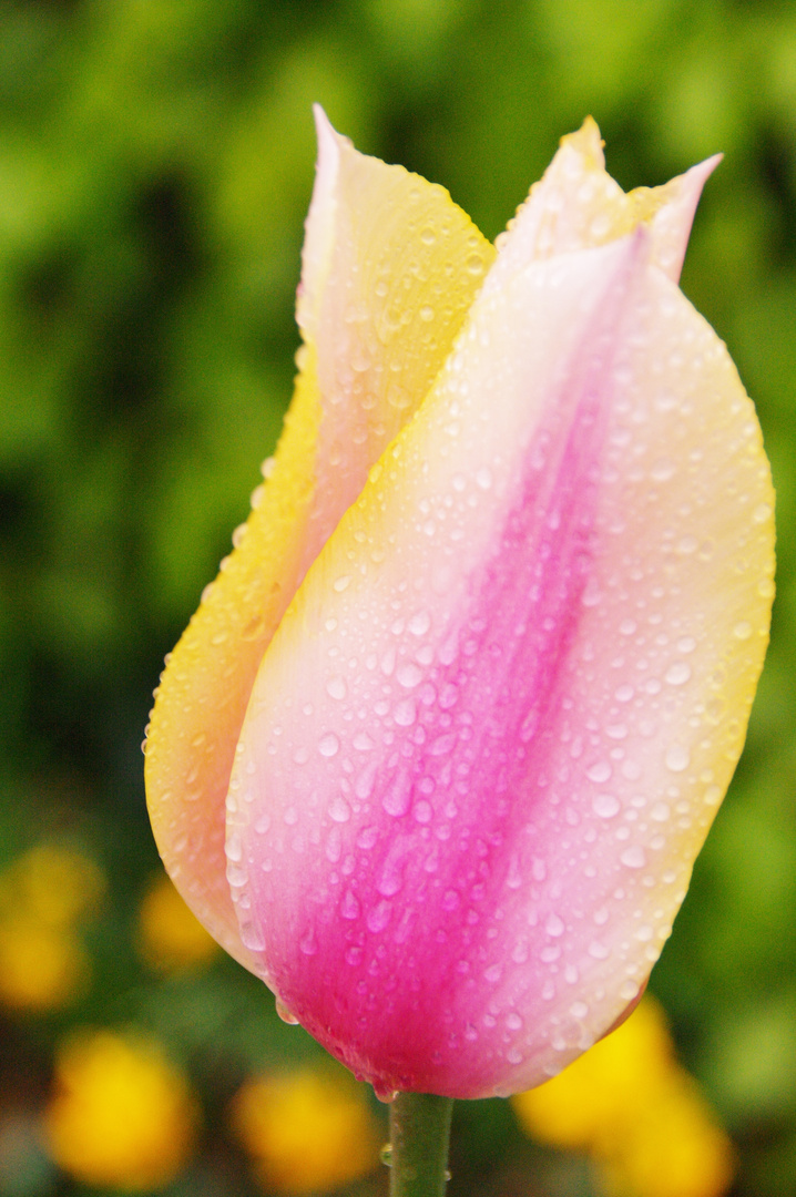 après la pluie