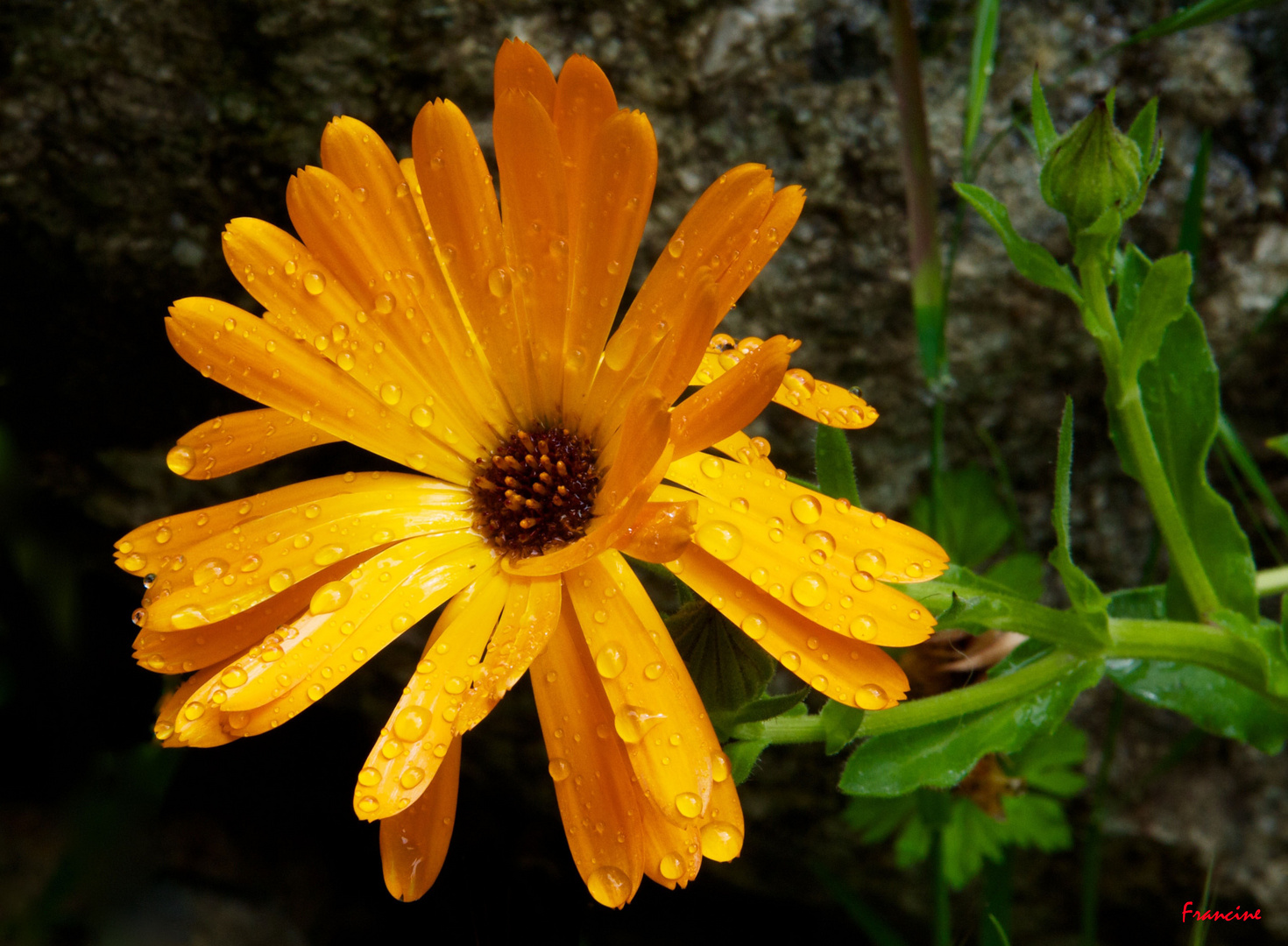 Après la pluie ...