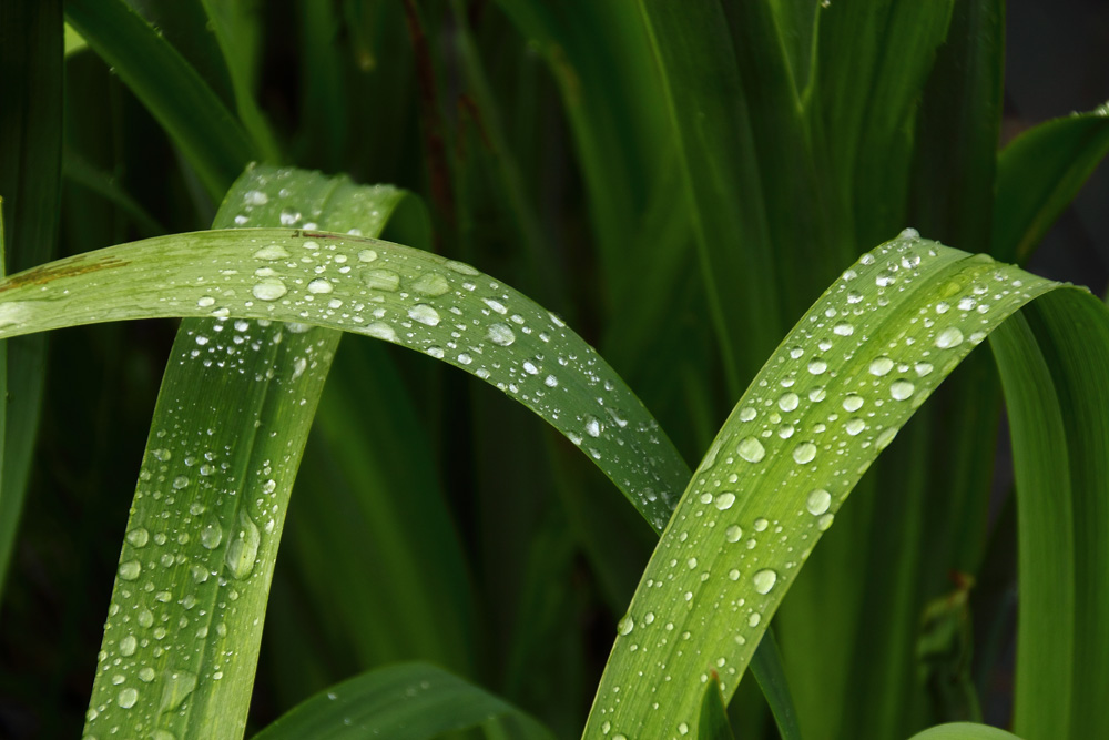 après la pluie