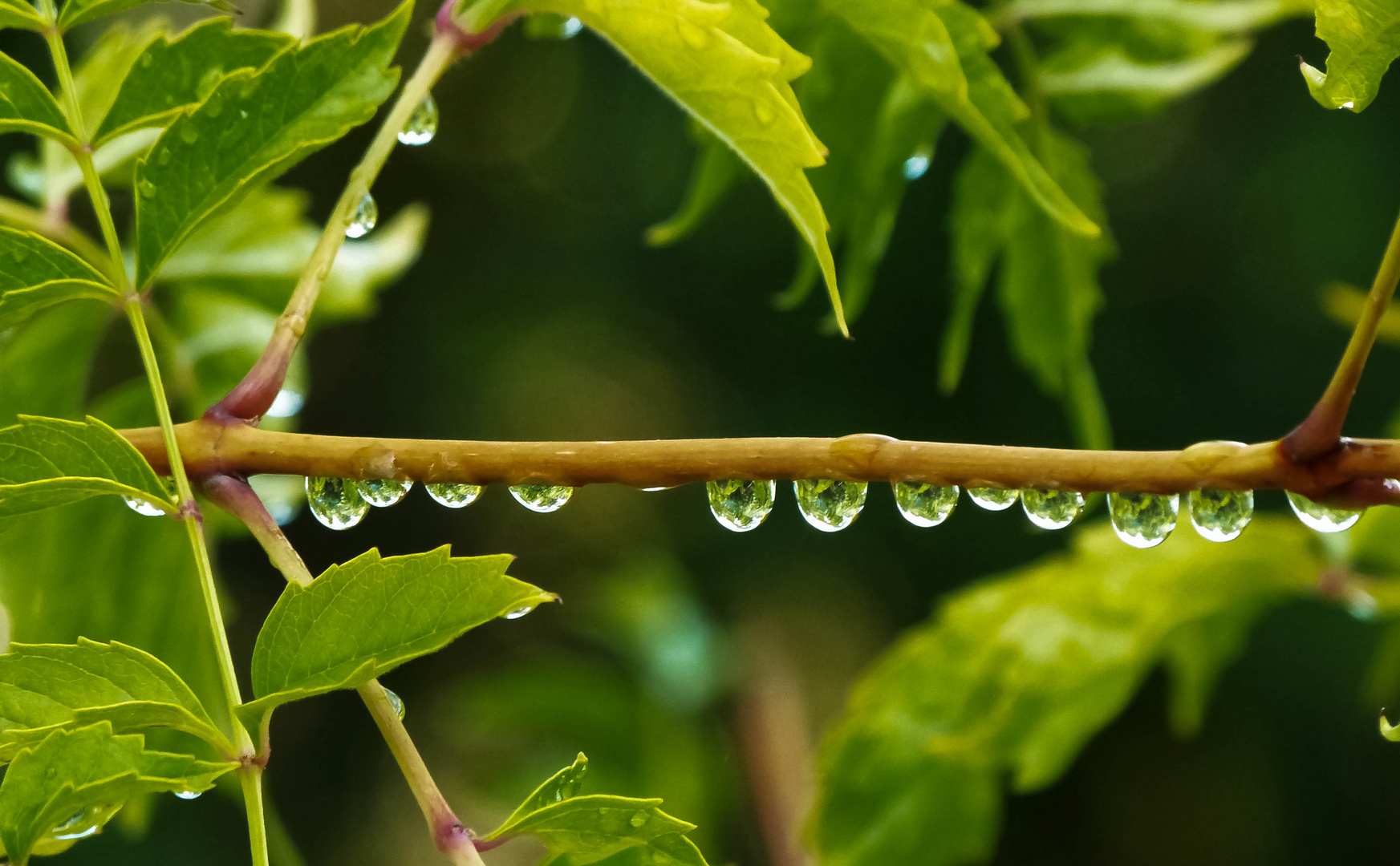 Après la pluie