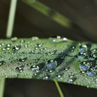 Après la pluie !