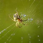 Après la pluie...