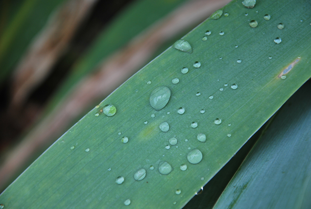 Après la pluie