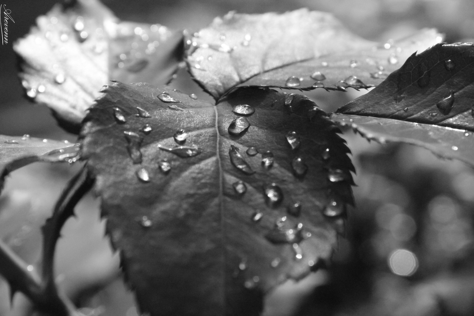 Après la pluie...