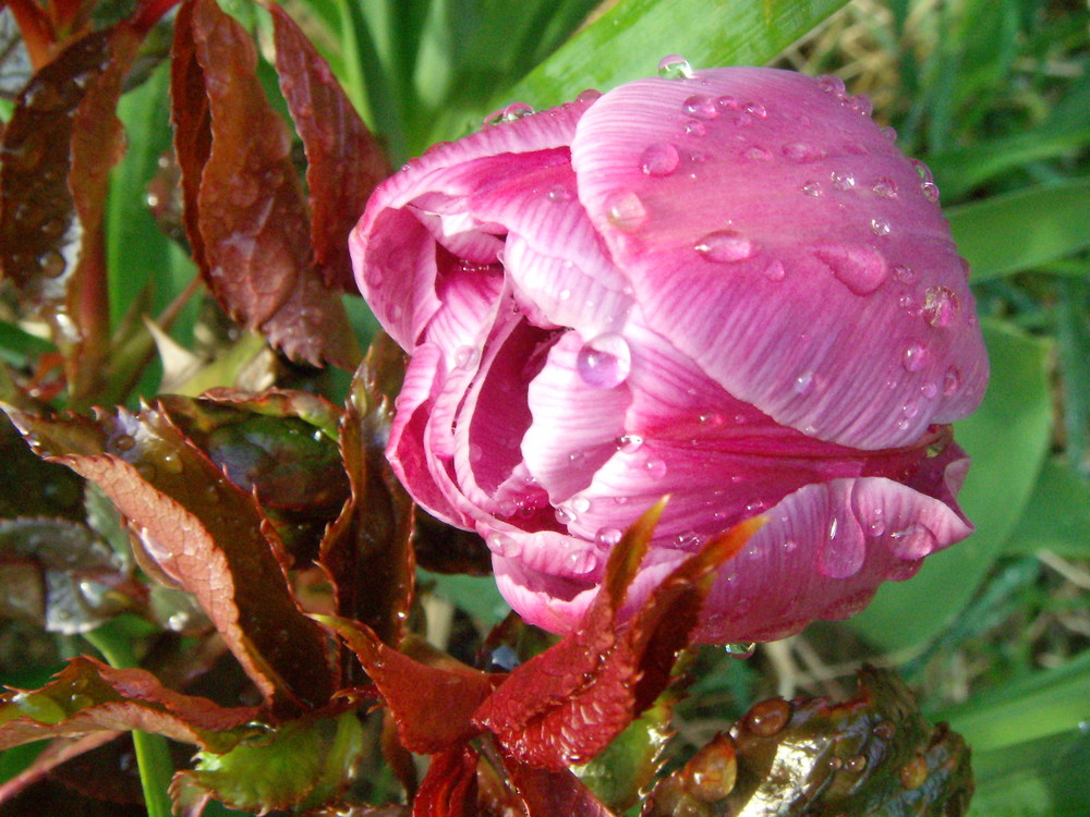 Après la pluie