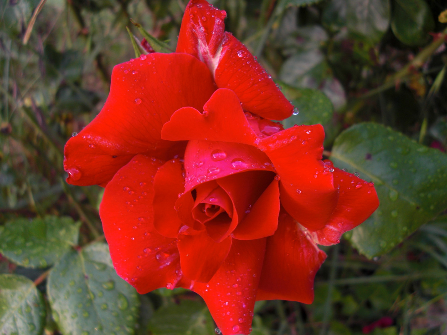 Après la pluie