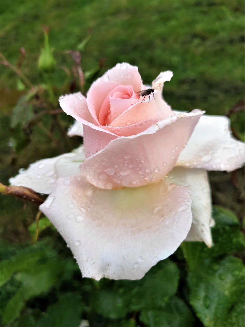 Après la pluie