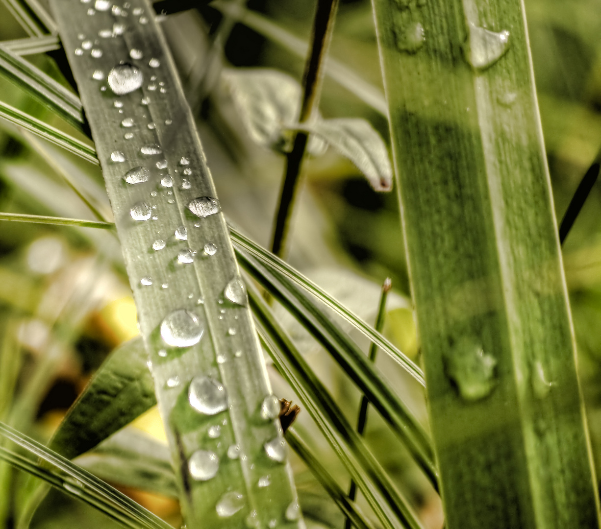 Après la pluie...