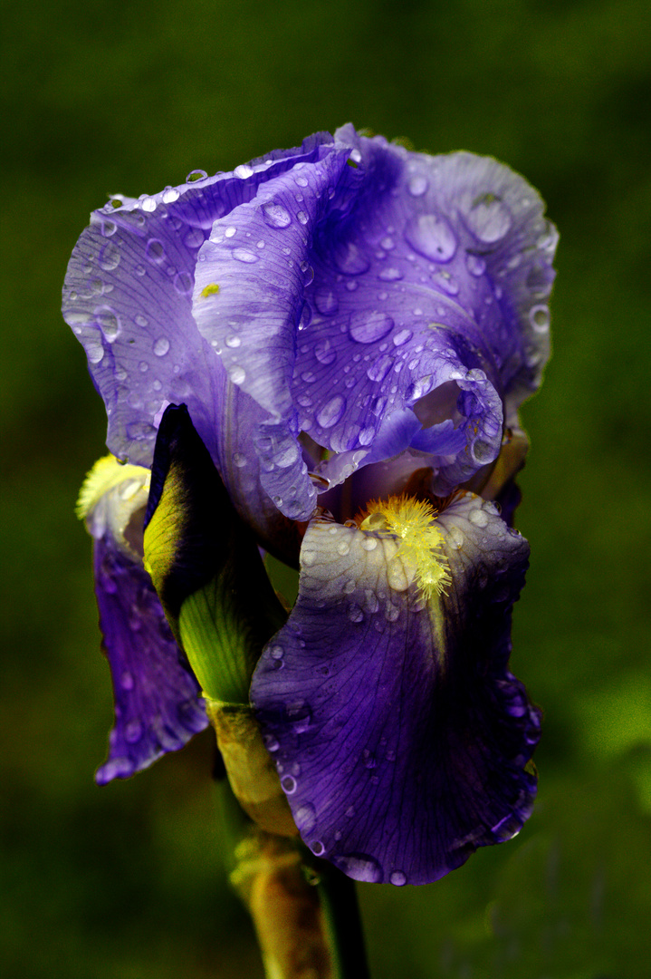 Après la pluie