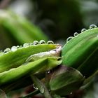 Après la pluie !