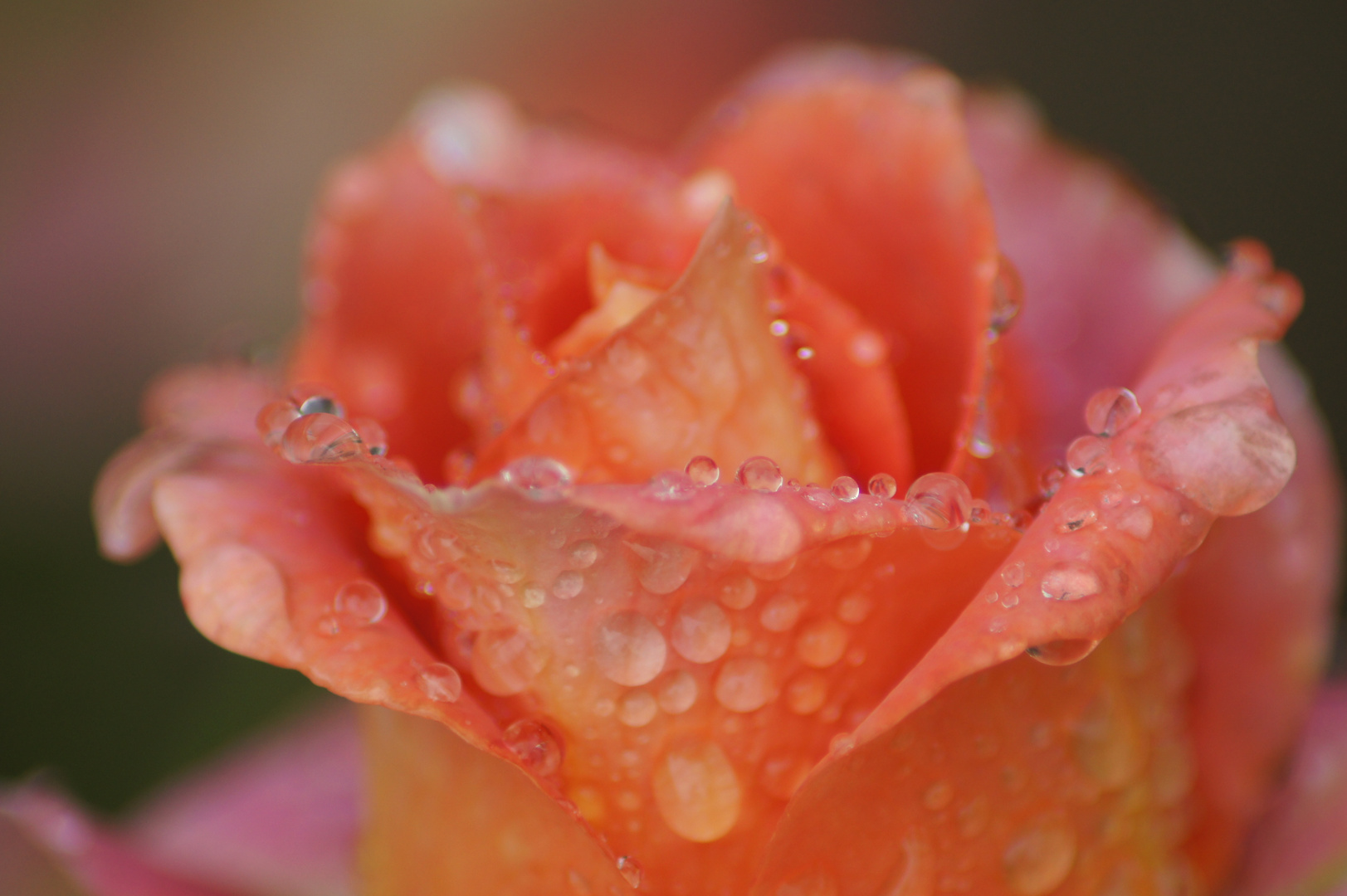 APRES LA PLUIE...