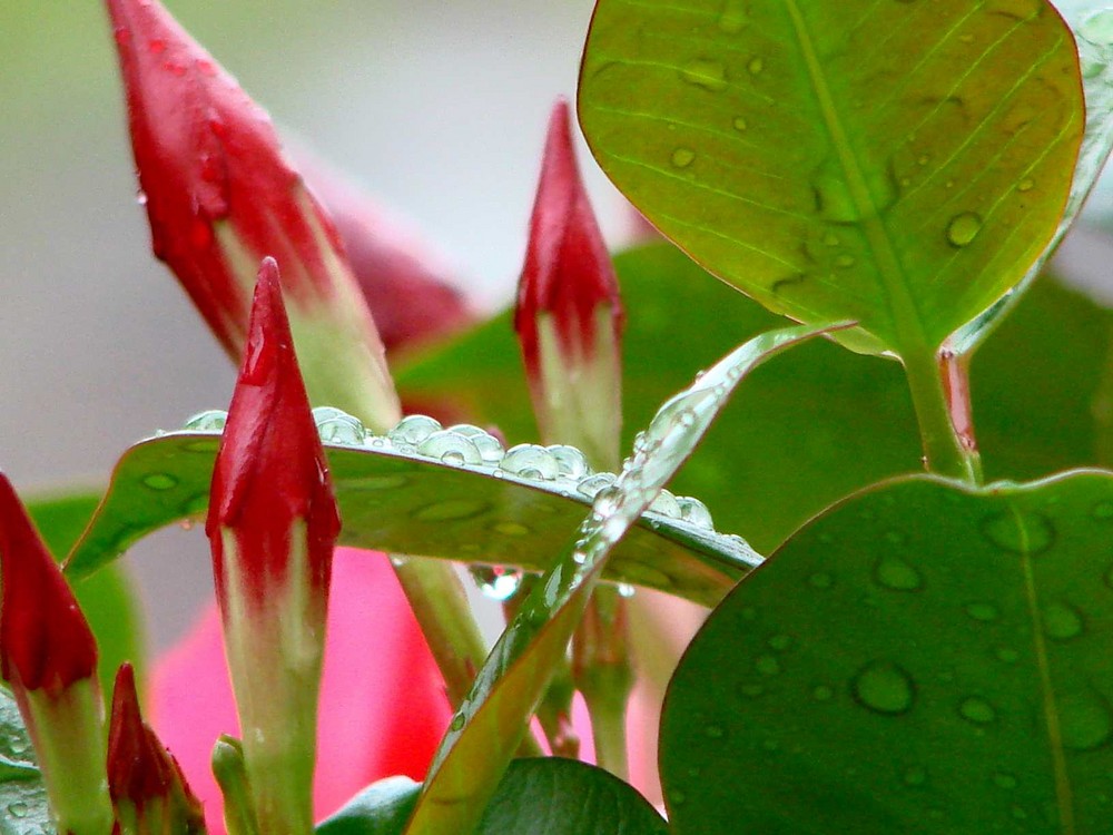 après la pluie....