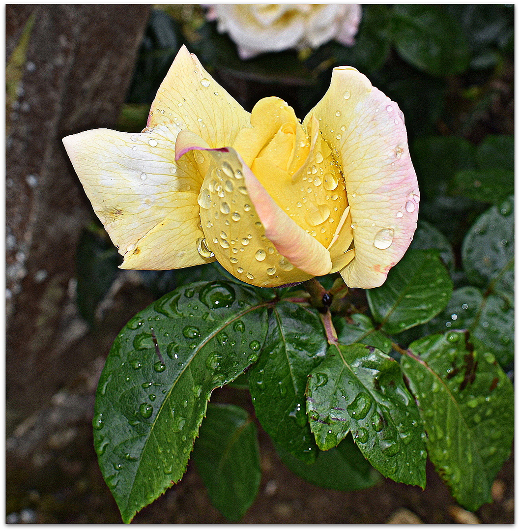 après la pluie