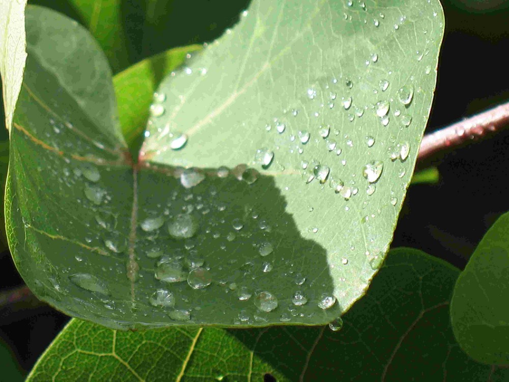 Après la pluie