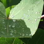 Après la pluie