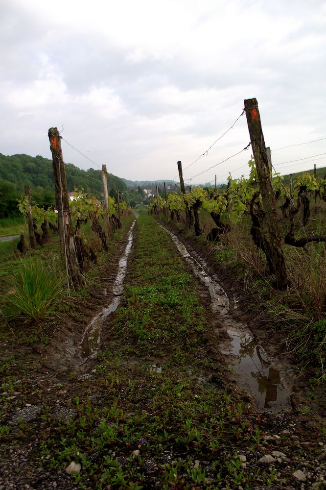 APRES LA PLUIE DE CES DERNIERS JOURS