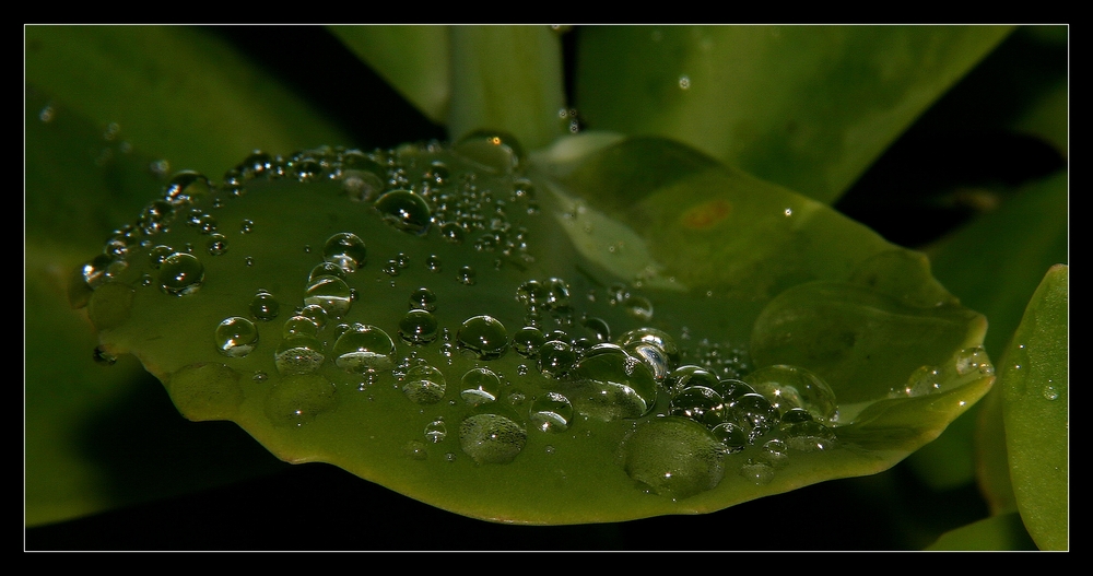 " Après la pluie de cette nuit "