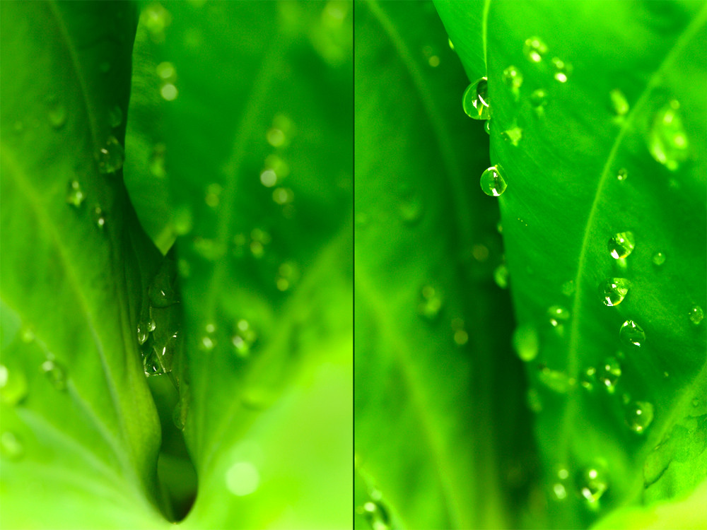 Après la pluie ... étonnante nature