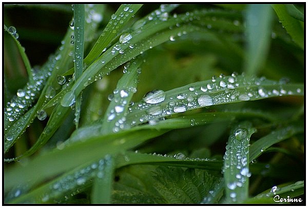 Après la pluie ...