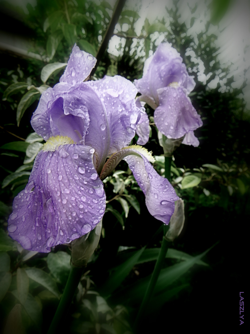 Après la pluie