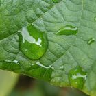 aprés la pluie, les gouttes