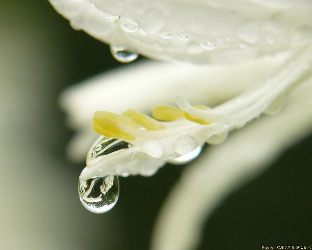 après la pluie, les gouttes