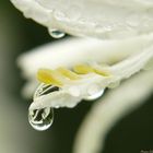 après la pluie, les gouttes