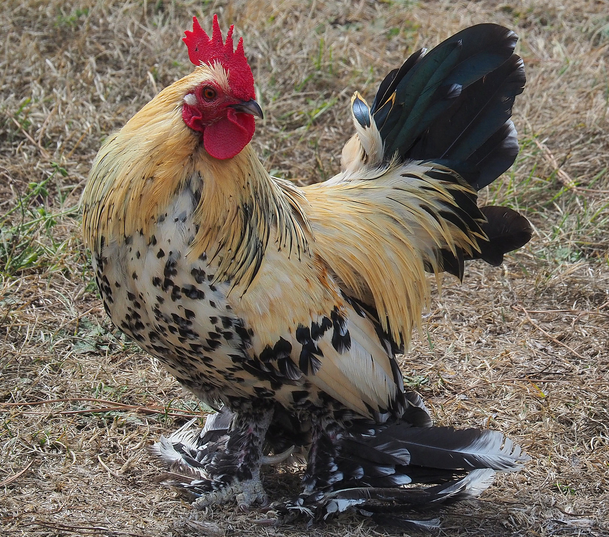 Après la poule, le coq Sabelpoot