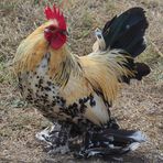 Après la poule, le coq Sabelpoot