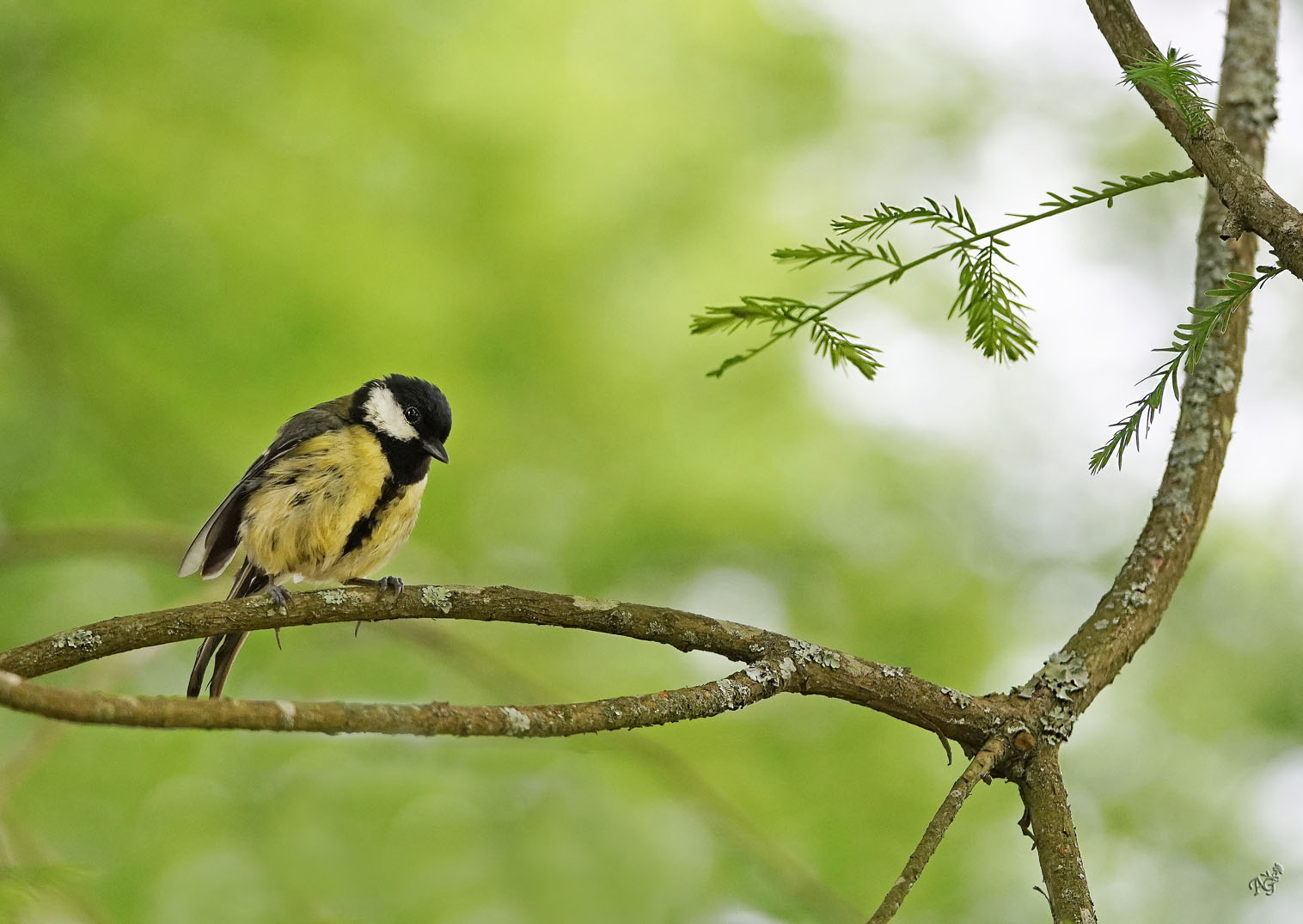 Après l'averse.. ....la mésange charbonnière