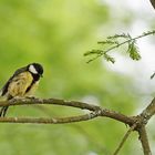 Après l'averse.. ....la mésange charbonnière