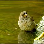 Après le bain (moineau, House Sparrow)