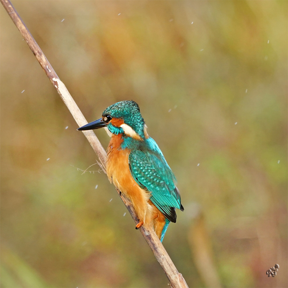 Après le plongeon ... je secoue mes ailes .....