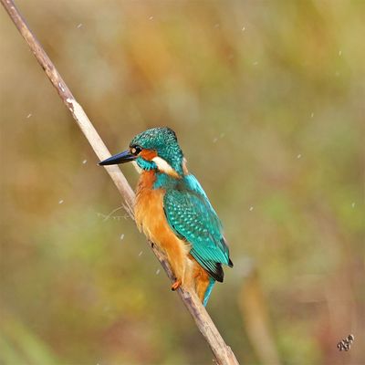 Après le plongeon ... je secoue mes ailes .....