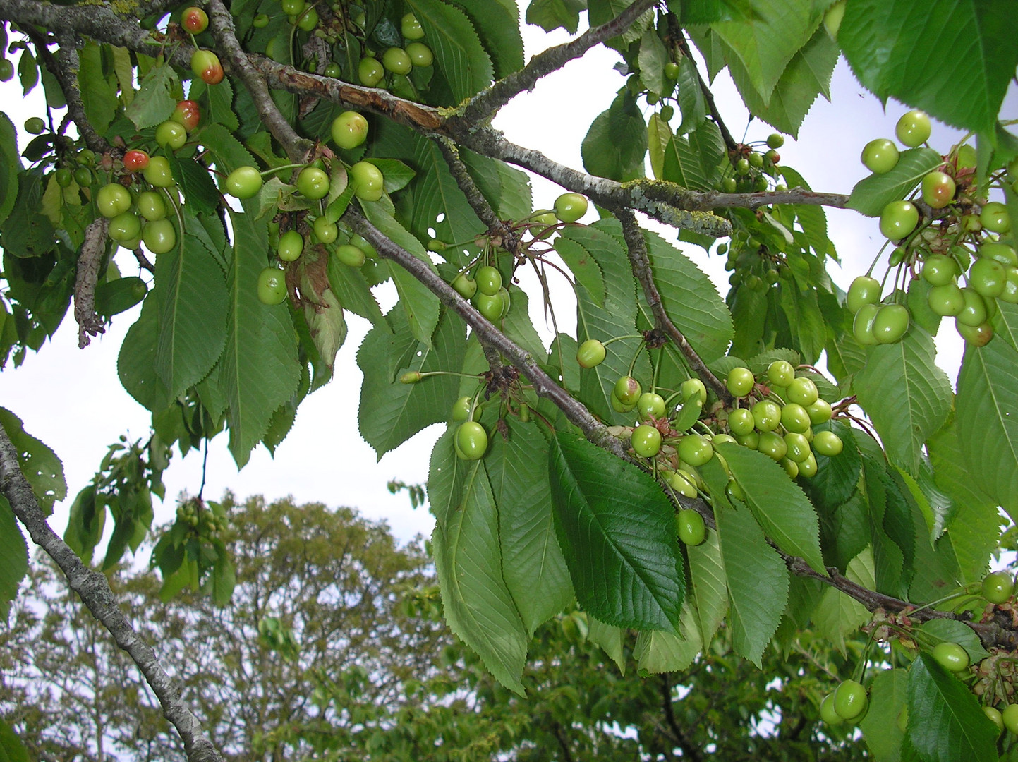 Après les fleurs voici les cerises pas encore mures ,soleil vient vite!!!!!!!!