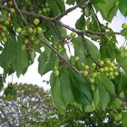 Après les fleurs voici les cerises pas encore mures ,soleil vient vite!!!!!!!!