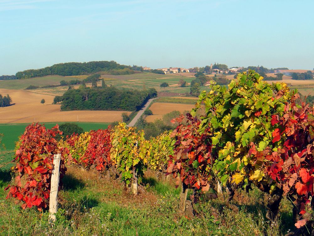 Après les vendanges