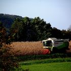 APRES LES VENDANGES LA RECOLTE DU MAÏS