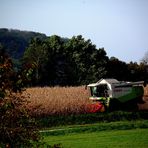 APRES LES VENDANGES LA RECOLTE DU MAÏS