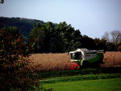 APRES LES VENDANGES LA RECOLTE DU MAÏS