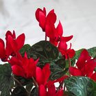 Après l’hiver, le cyclamen le printemps