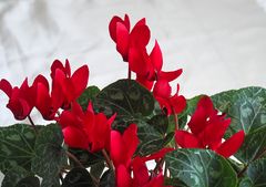 Après l’hiver, le cyclamen le printemps