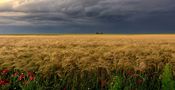 Après l'orage ... von Monique Robinet 